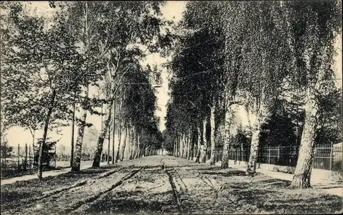 Ak Lehnitz an der Nordbahn Oranienburg, Birkenallee