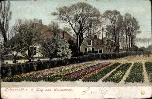 Ak Heemstede Nordholland Niederlande, Tulpenfeld, Häuser