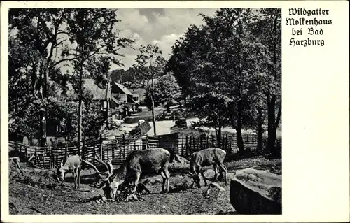 Ak Bad Harzburg am Harz, Wildgatter Molkenhaus, Rotwild