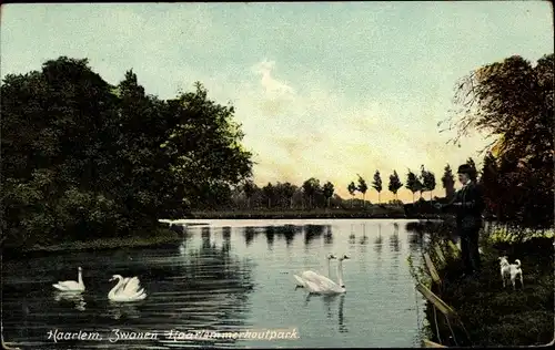 Ak Haarlem Nordholland Niederlande, Schwäne auf dem See im Park