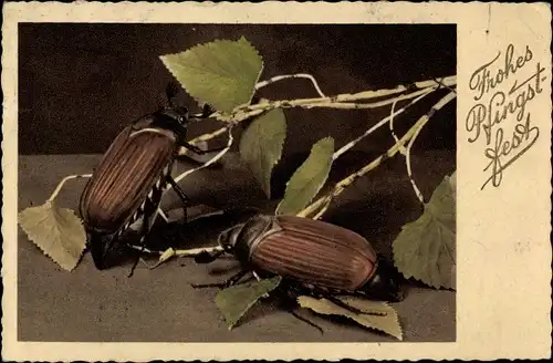 Ak Glückwunsch Pfingsten, Zwei Maikäfer, Zweig, Blätter