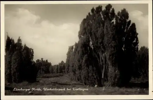 Ak Tietlingen Walsrode im Heidekreis, Wacholderpark