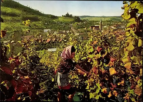 Ak Kappelrodeck im Schwarzwald, Weinlese, Weinstöcke, Panorama