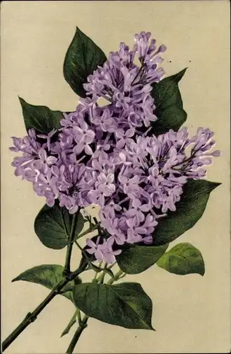 Ak Blühende violette Blumen