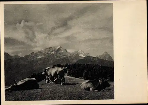 Ak E. Gräußner, im Wetterstein, Rinder