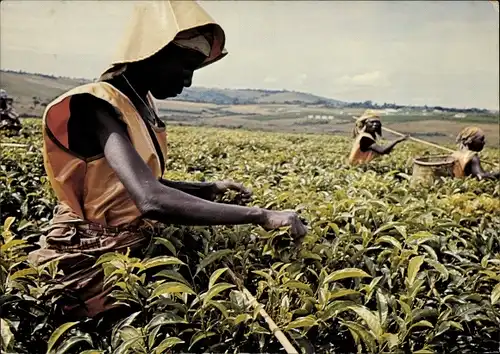 Ak Bukoba Deutsch Ostafrika Tansania, Teepflücker