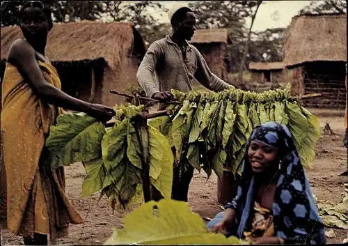 Ak Tansania, Trocknen von Tabak