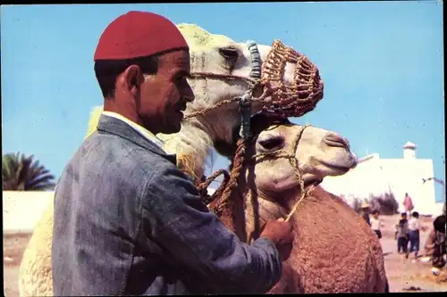 Ak Djerba Midoun Tunesien, Kameltreiber, Kamel, Maghreb