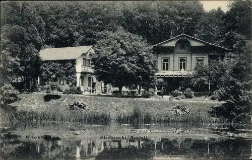 Ak Wiesbaden, Fischzucht Anstalt, Teich