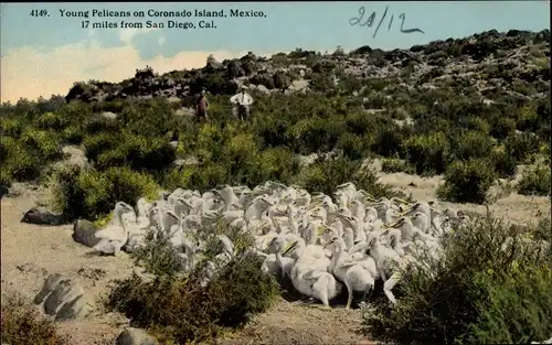 Ak Mexiko, Junge Pelikane auf Coronado Island