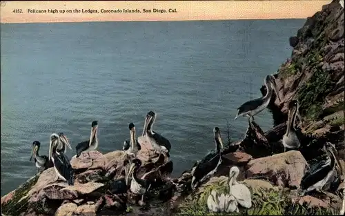 Ak San Diego Kalifornien USA, Pelikane hoch oben auf den Ledges, Coronado Islands