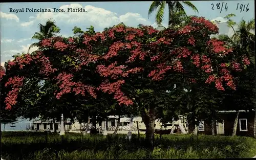 Ak Florida USA, Royal Poinciana Tree