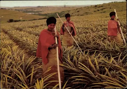 Ak East London Südafrika, Bantu Frauen im Ananas-Feld