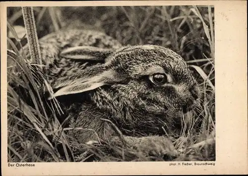Ak Ansicht eines Osterhasen, Kaninchen im Gebüsch