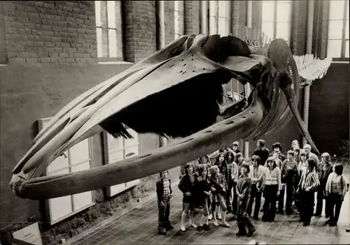 Ak Stralsund in Mecklenburg Vorpommern, Partie im Meeresmuseum, Skelett vom Finnwal