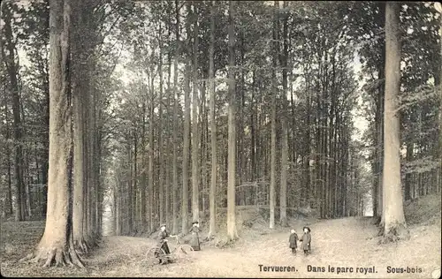 Ak Tervuren Tervueren Flämisch-Brabant-Flandern, Im königlichen Park