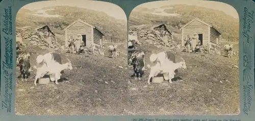 Stereofoto Norwegen, norwegische Mädchen, die auf den Bergen Kühe und Ziegen hüten