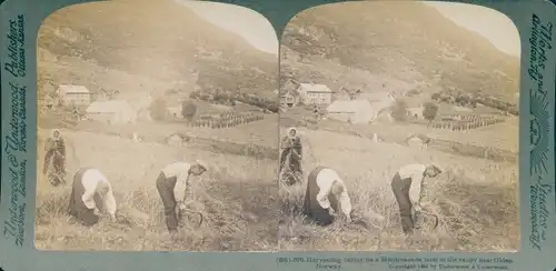 Stereofoto Norwegen, Gerstenernte auf dem Bauernhof Mindresunde, in der Nähe von Olden