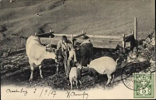 Ak Beatenberg Kanton Bern, Kühe, Schweine, Kind