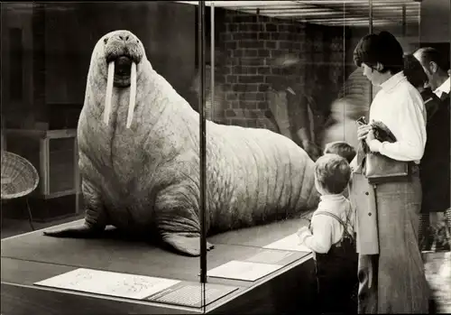 Ak Stralsund in Mecklenburg Vorpommern, Meeresmuseum, Walross