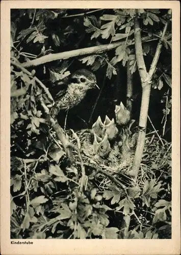 Ak Kinderstube, junge Vögel im Nest