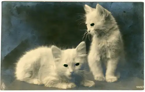 Ak Zwei weiße Katzen, Katzen-Portrait