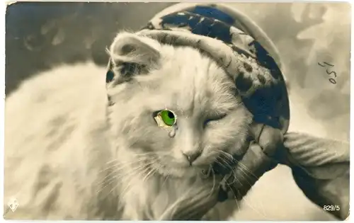 Stoff Ak Katze-Portrait, Weiße Katze mit Plastikaugen, Tuch