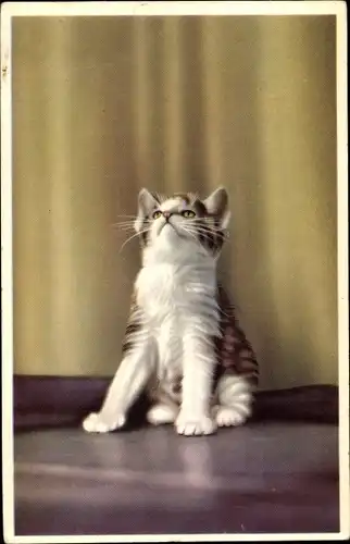 Ak Weiß braun getigerte Katze schaut in die Luft
