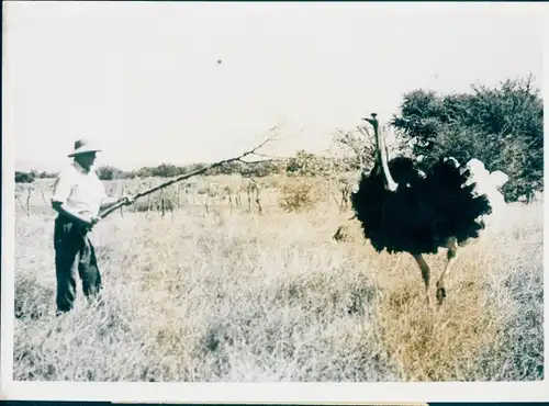 Foto Straußenzucht in Südafrika