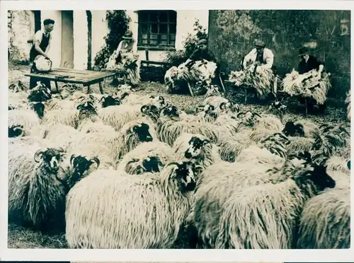 Foto Westmorland Schottland, Schafschur, 1939