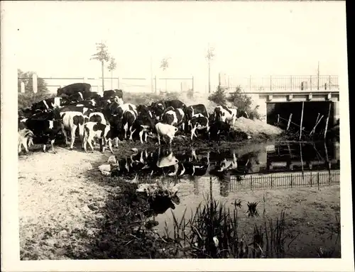 Foto Fahrland Potsdam, Jungvieh, Domäne, 1915