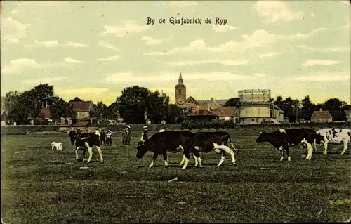 Ak De Rijp De Ryp Nordholland Niederlande, Gasfabriek, Kühe