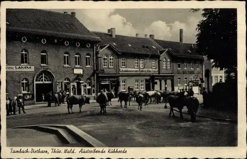 Ak Tambach Dietharz in Thüringen, Gasthaus zum Lamm, Kuhherde auf der Straße