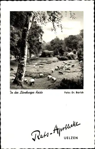 Ak Uelzen in Niedersachsen, Lüneburger Heide, Schafe, Ratsapotheke Dr. Barich