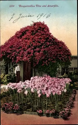 Ak Bougainvillea-Rebe und Amaryllis