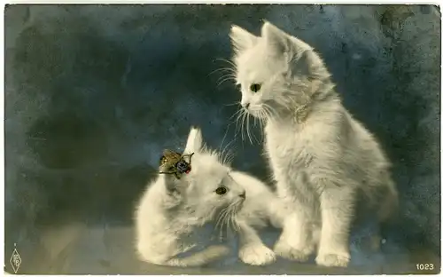 Ak Zwei weiße Katzen, Fliege, Katzen-Portrait