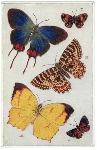 Ak Schmetterlinge, Evenus Regalis, Lemonias Emylius, Thais Medesicaste