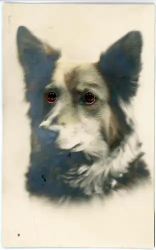 Stoff Ak Hund mit Plastikaugen, Tierportrait