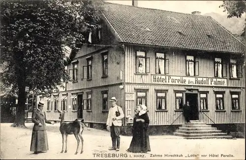 Ak Treseburg Thale im Harz, Hotel Forelle, Zahme Hirschkuh Lotte