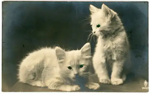 Ak Zwei weiße Katzen, Tierportrait, Hauskatzen
