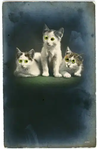 Stoff Ak Drei Katzen mit Plastikaugen, Tierportrait