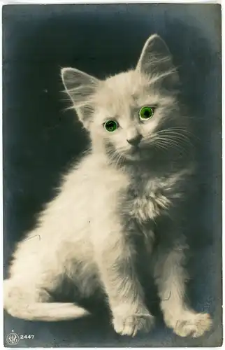 Stoff Ak Weiße Katze mit Plastikaugen, Tierportrait