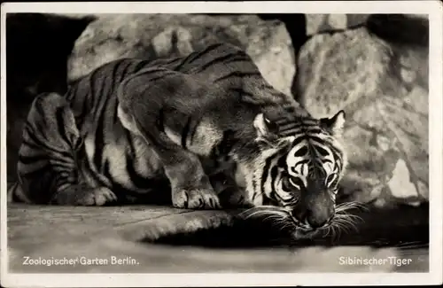 Ak Berlin, Zoo, ein sibirischer Tiger beim Trinken