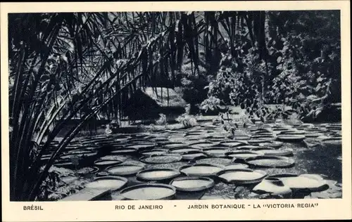 Ak Rio de Janeiro Brasilien, Jardin Botanique, La Victoria Regia