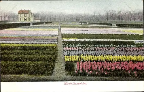 Ak Niederlande, Hyazinthenfeld, Blumenfelder