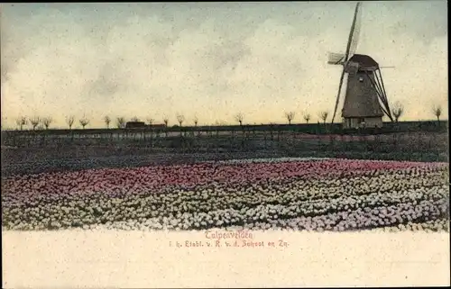 Ak Niederlande, Tulpenfeld, Windmühle