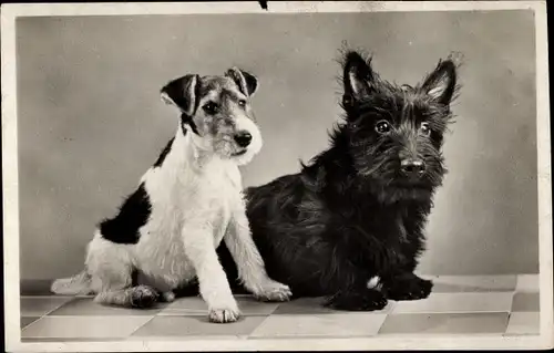 Ak Hundeportrait, zwei Terrier