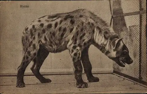 Ak Hyäne, Raubtier, Gehege