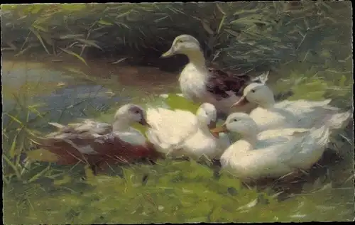 Ak Enten, Enten-Familie, Vögel