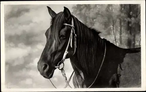Ak Pferd, Tier-Portrait
